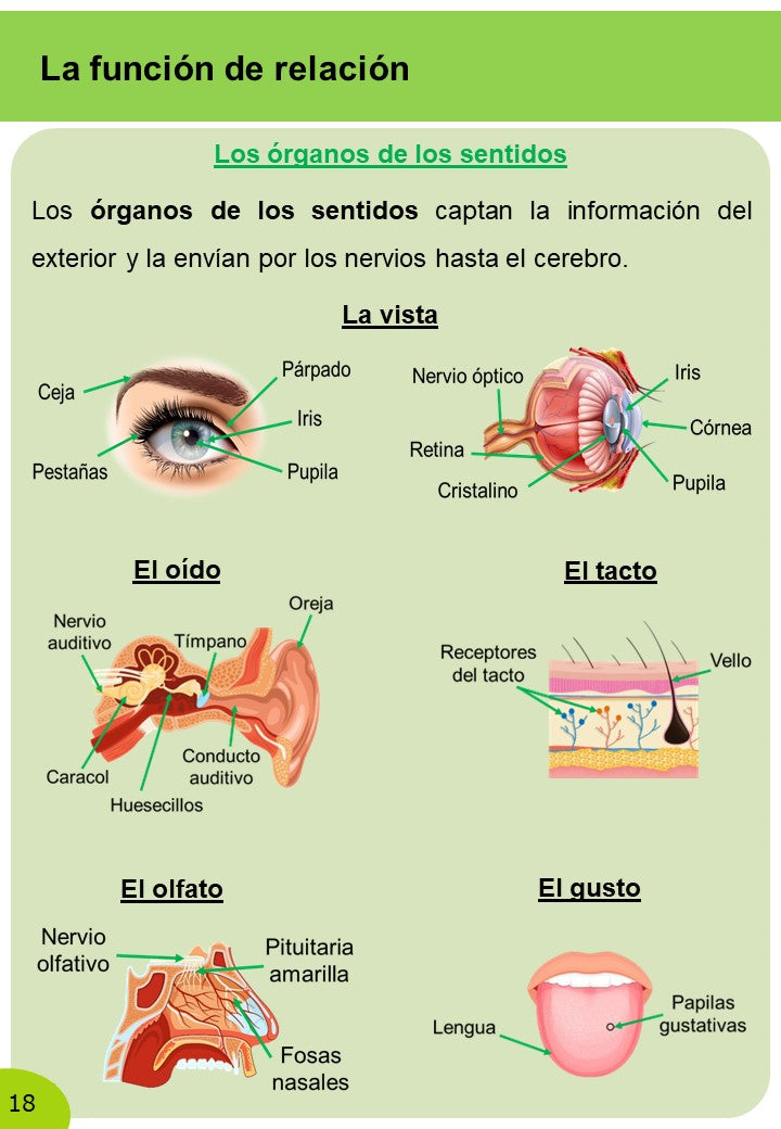 Ciencias Naturales 6º Primaria · 2º Trimestre - Imagen 8