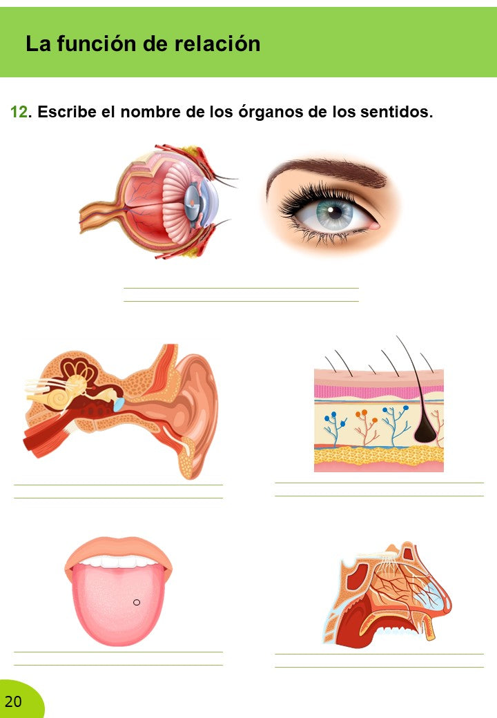 Ciencias Naturales 6º Primaria · 2º Trimestre - Imagen 10