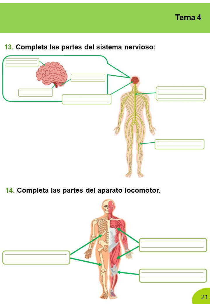 Ciencias Naturales 6º Primaria · 2º Trimestre - Imagen 11